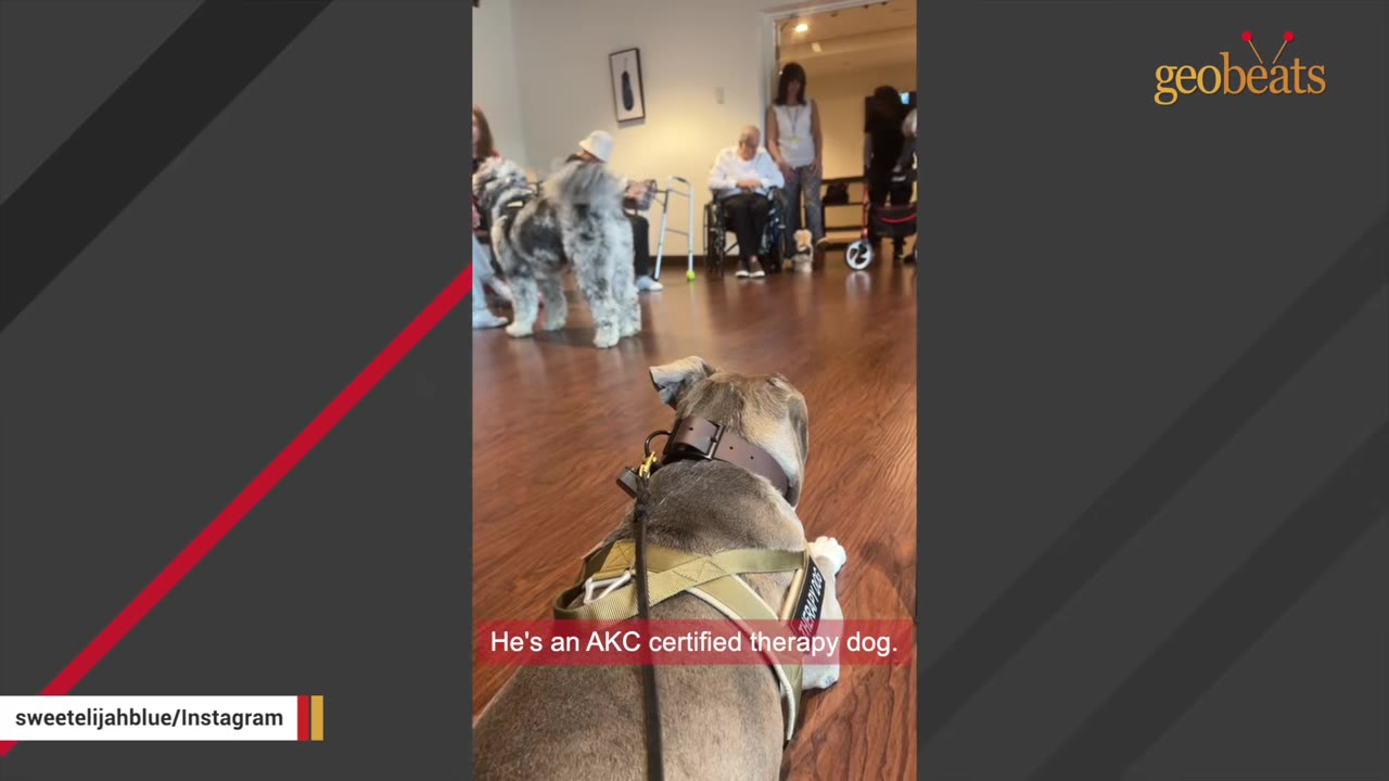 A dog wearing a harness with a 'Therapy Dog' patch rests on a wooden floor inside a facility while people and another dog are gathered in the background.