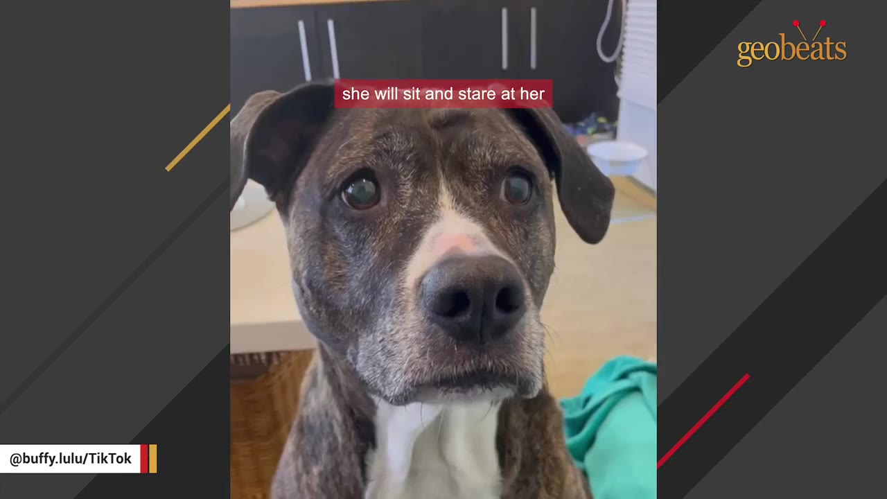A close-up shot of a brindle dog staring intently with wide eyes.
