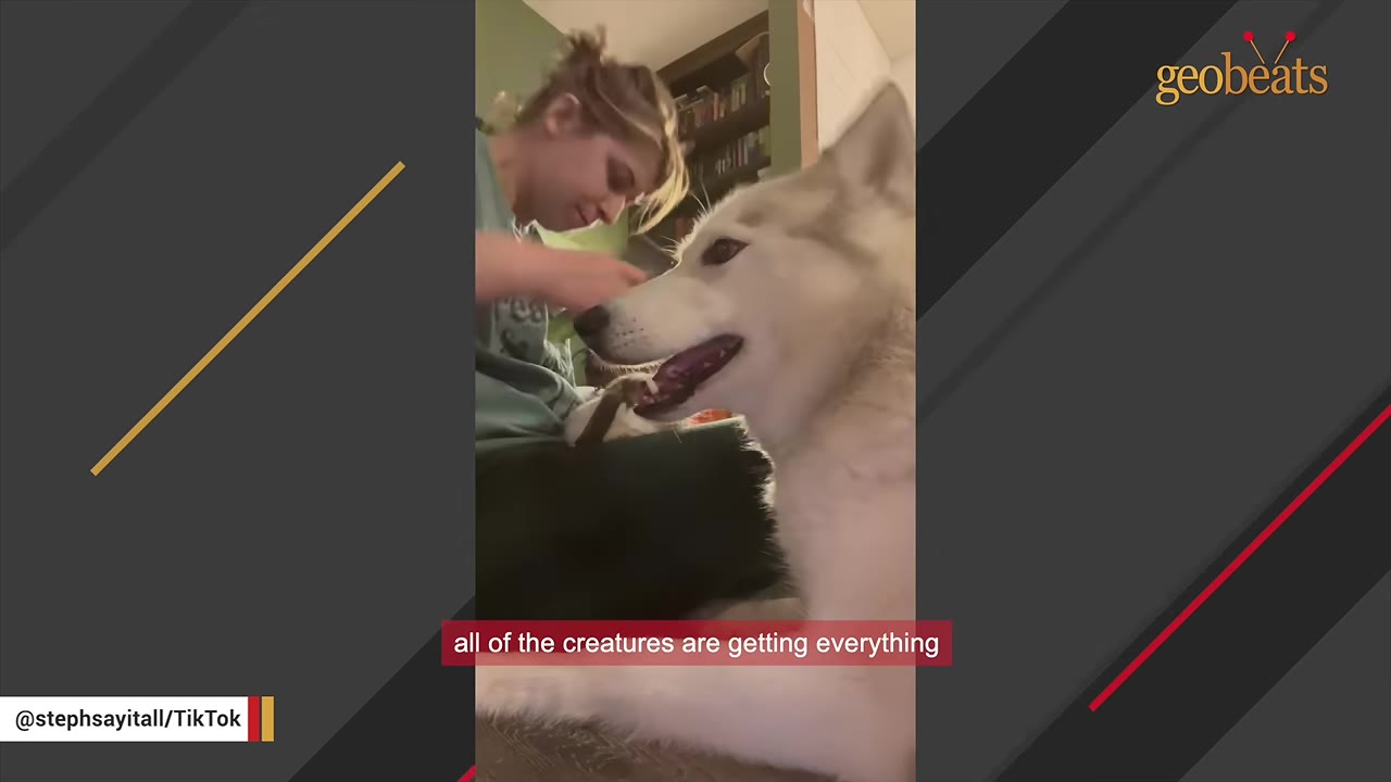 A white husky watches attentively as a woman feeds a small animal in her lap.