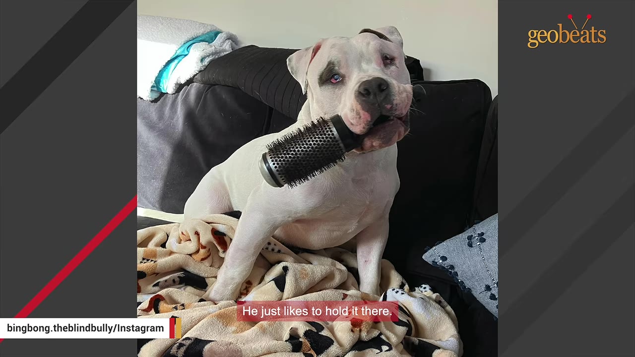 A white dog holding a round hairbrush in its mouth while sitting on a blanketed couch.
