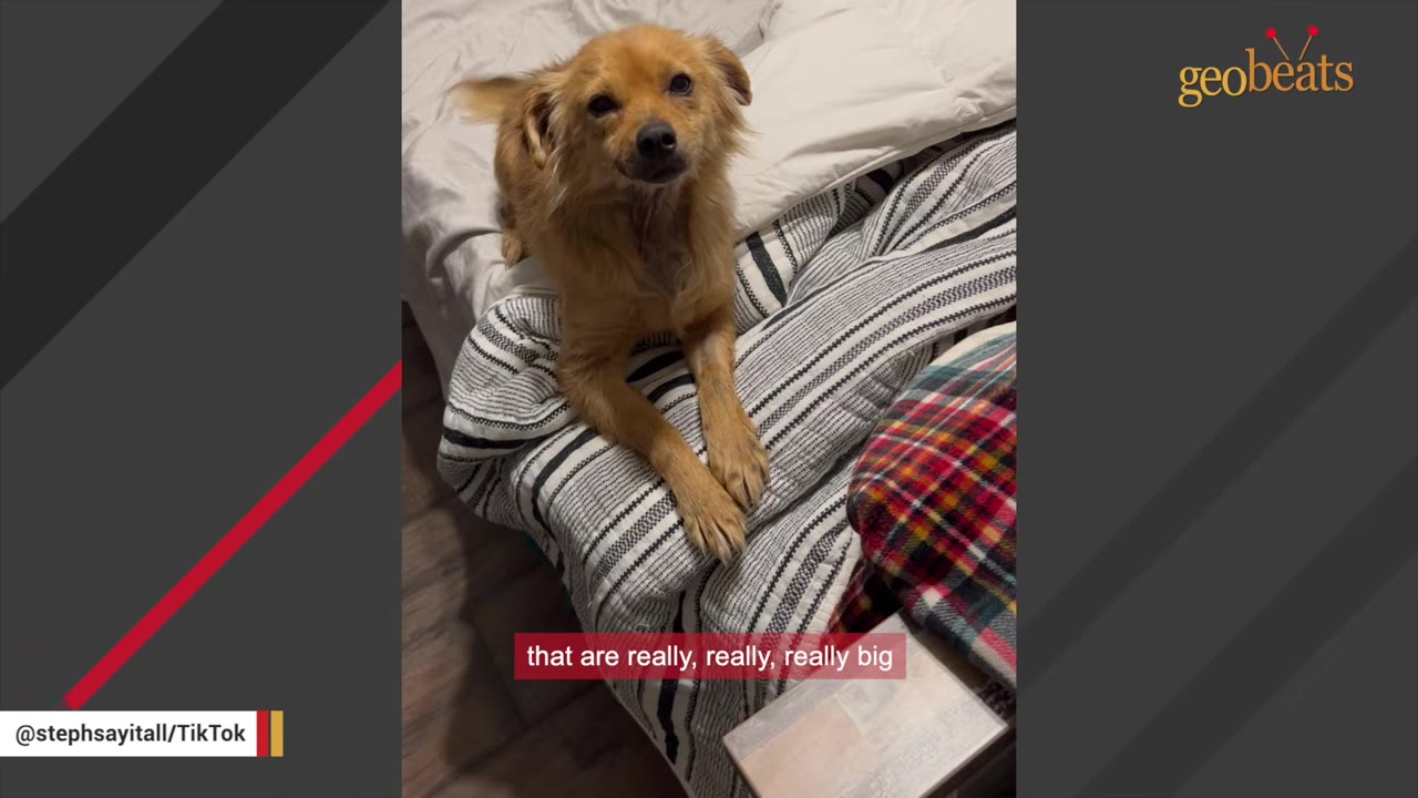 A small, fluffy brown dog sits on a bed with striped blankets, looking up with large, expressive brown eyes.