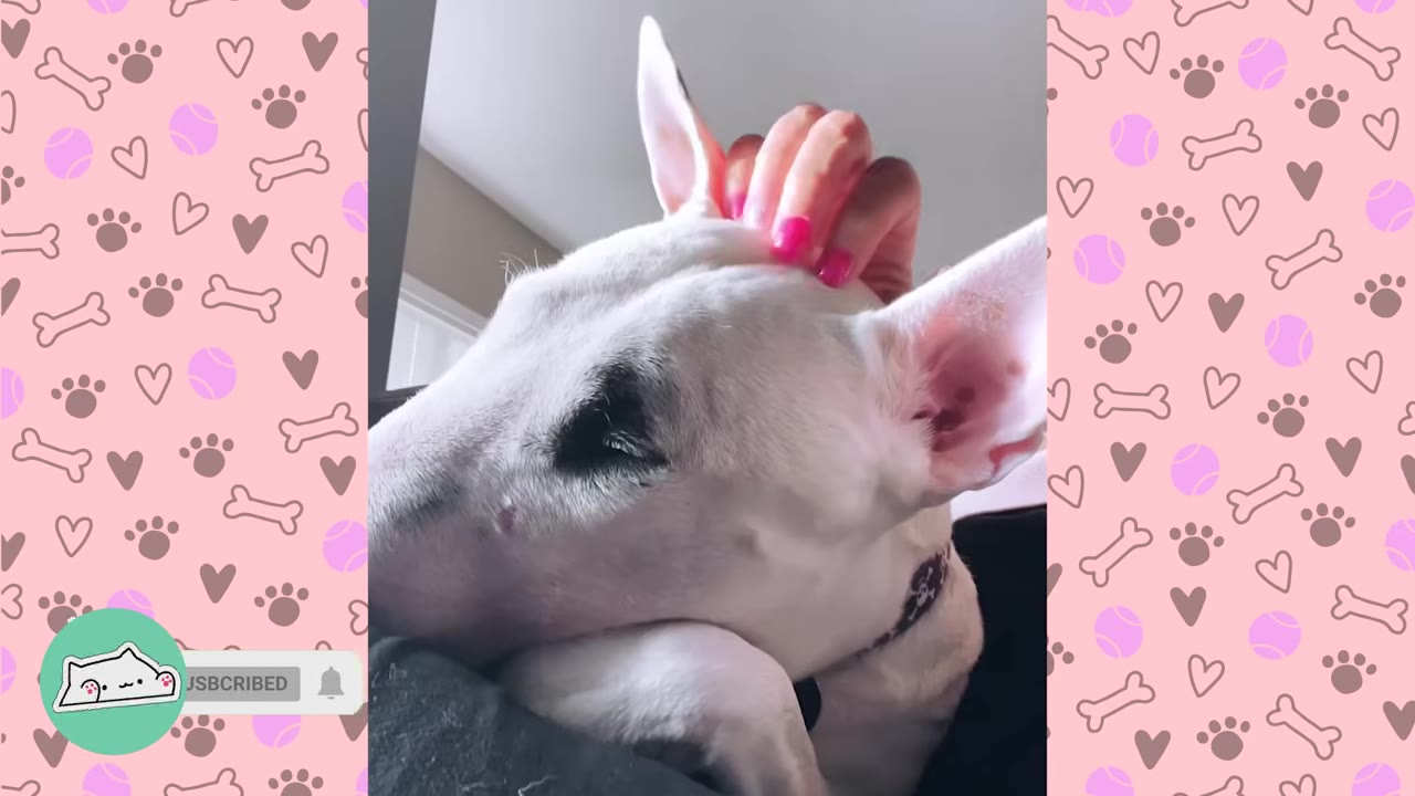 A white Bull Terrier rests its head while a person's hand with pink nail polish pets its head.