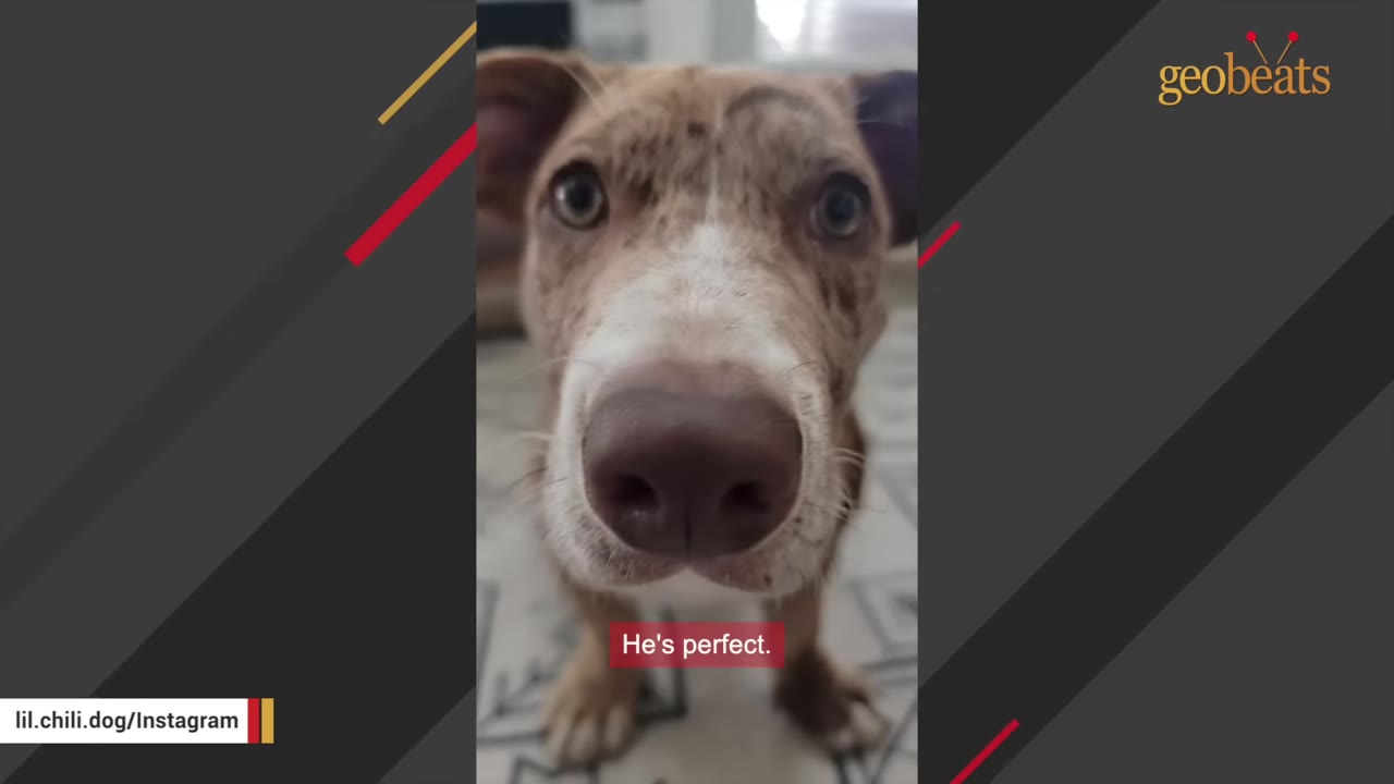 A close-up shot of a mottled brown dog looking directly into the camera lens.