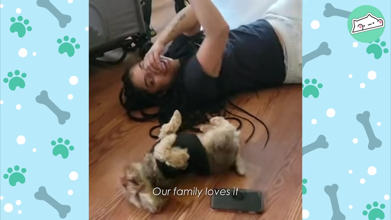 A woman lying on a wooden floor laughs as a small scruffy dog rolls on its back next to her.