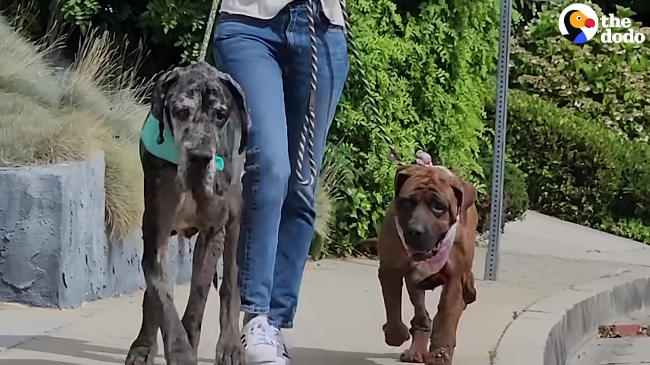 A person walking two large dogs, a Great Dane and a Mastiff, on leashes down a sidewalk.