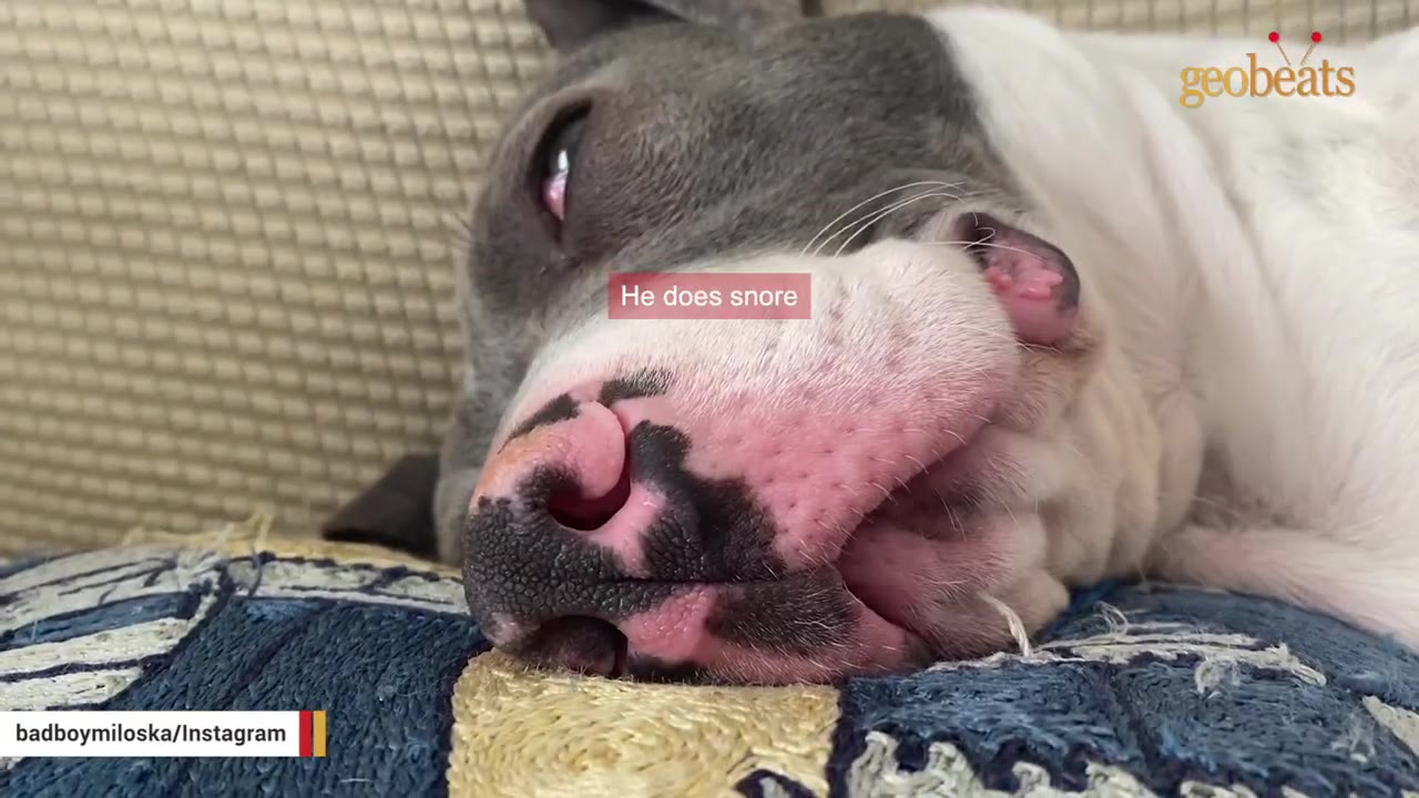 A close-up shot of a grey and white dog resting its head and snout on a patterned cushion while taking a nap.