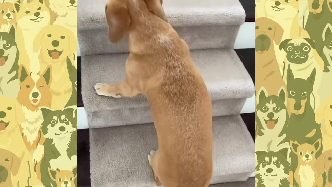 A golden dog placing its front paws onto carpeted indoor stairs.