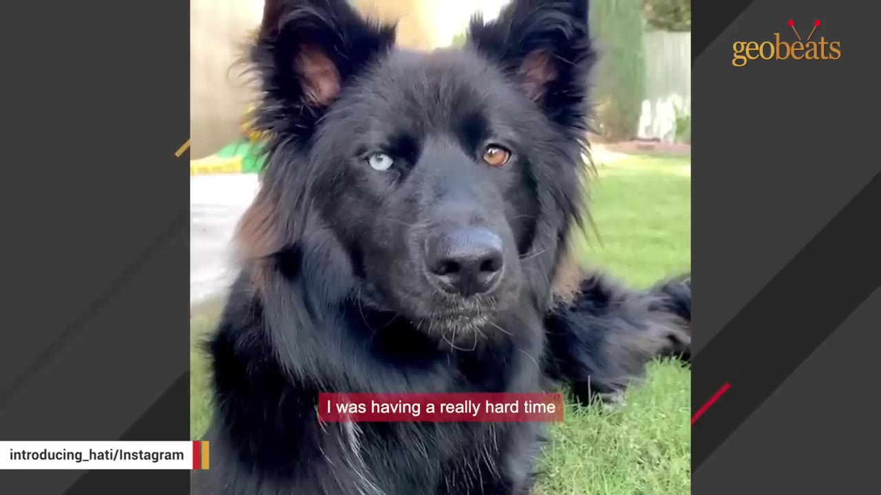 A close-up portrait of Hati, a fluffy black dog with one blue eye and one brown eye, looking attentively outdoors.