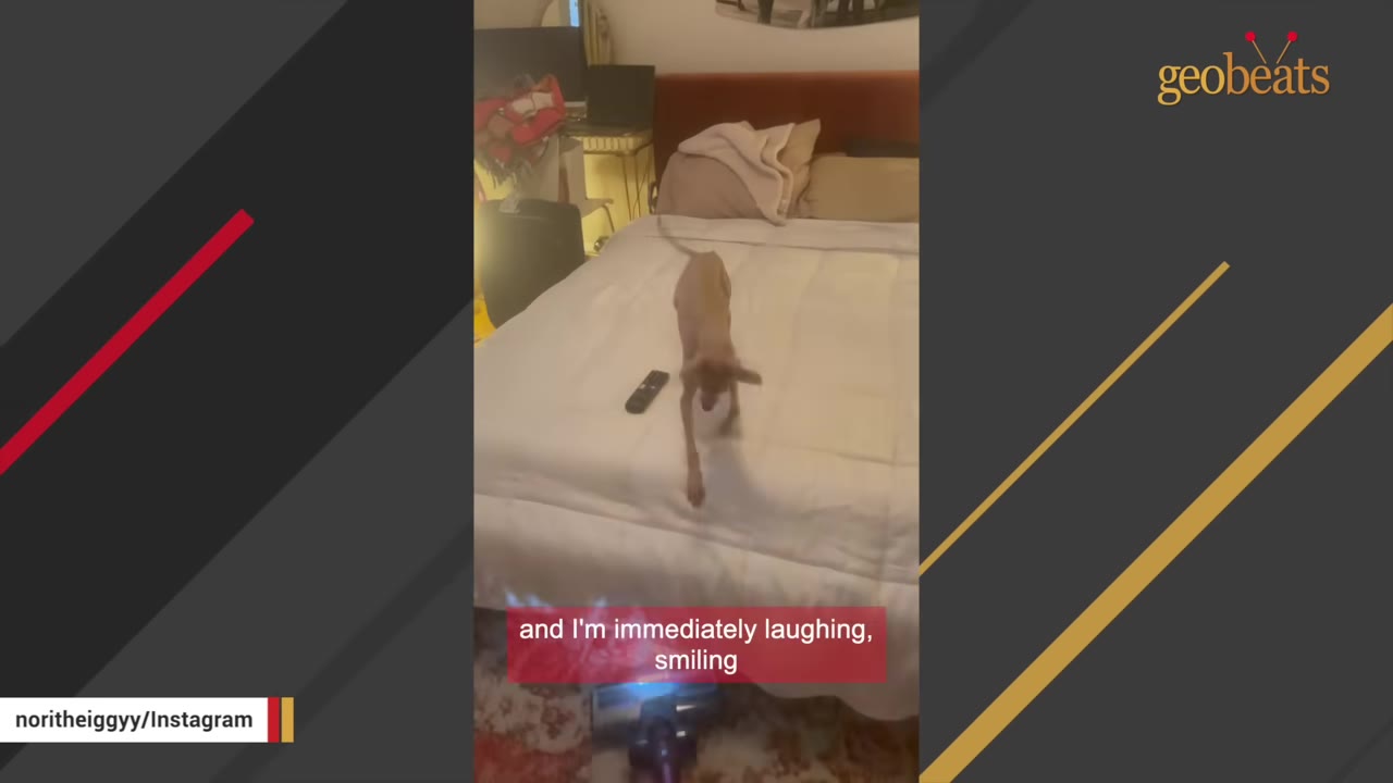 A small brown Italian Greyhound stands on a white-sheeted bed, looking forward towards the camera.