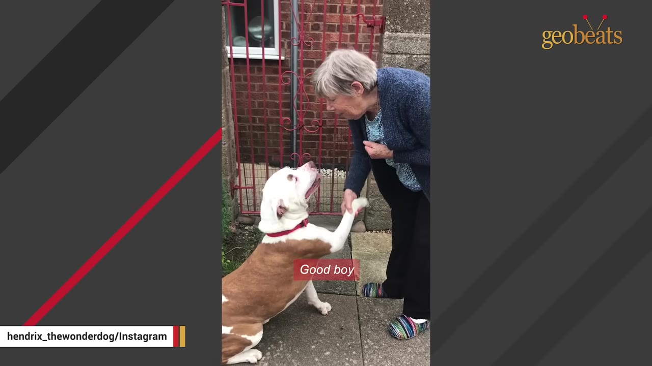 A brown and white dog sits on a paved path and shakes paws with an elderly woman.