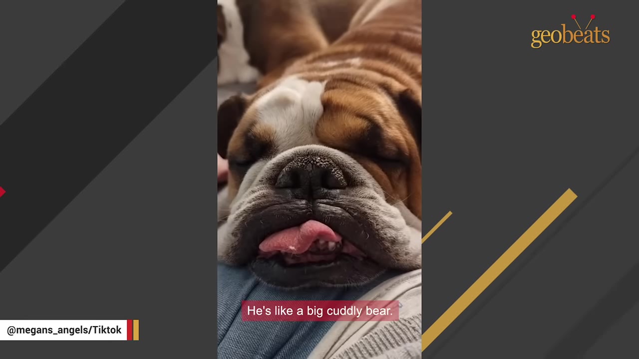 A close-up shot of a sleeping brown and white bulldog with its tongue sticking out, resting on someone's lap.