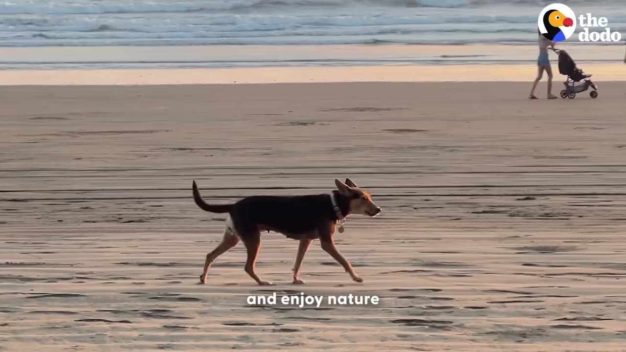 A black and tan dog walking along a sandy beach near the ocean during sunset.