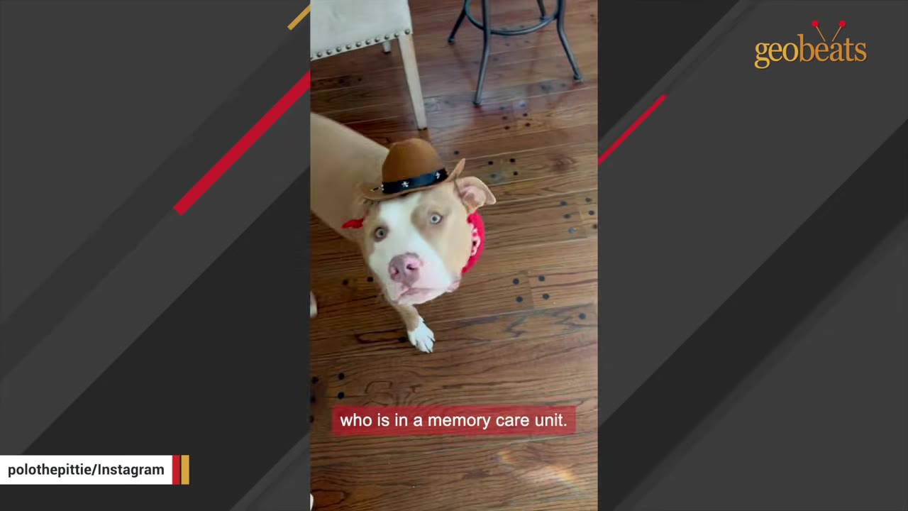 A tan and white pit bull wearing a tiny brown cowboy hat and red bandana looking up into the camera.