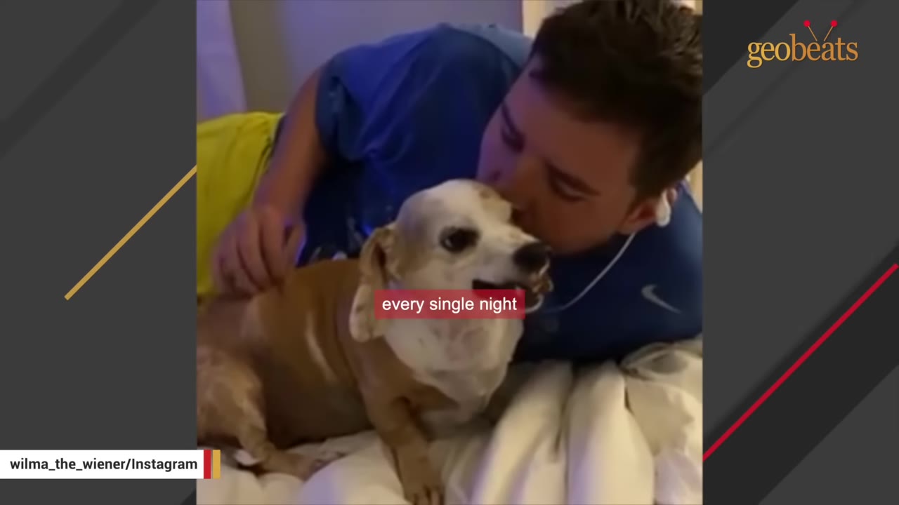 A man in a blue shirt kisses a small brown and white dachshund on the head while lying in bed.