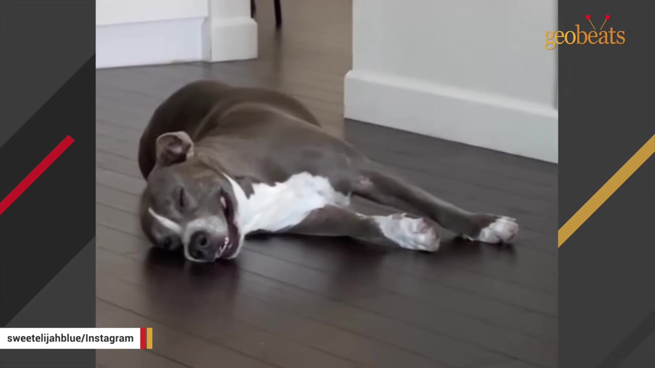 A gray and white dog resting contentedly on a dark wood floor with its head turned toward the camera.