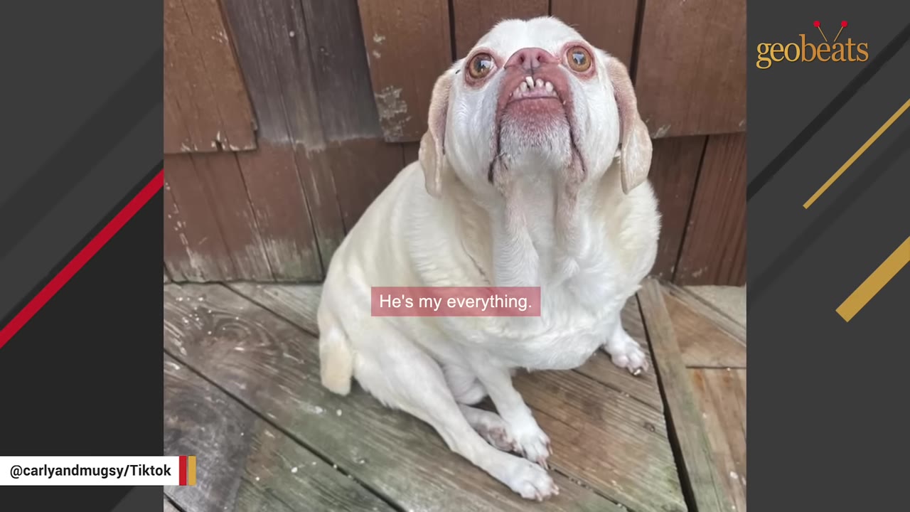 A small white dog with underbite looking up outdoors while sitting on wooden steps.