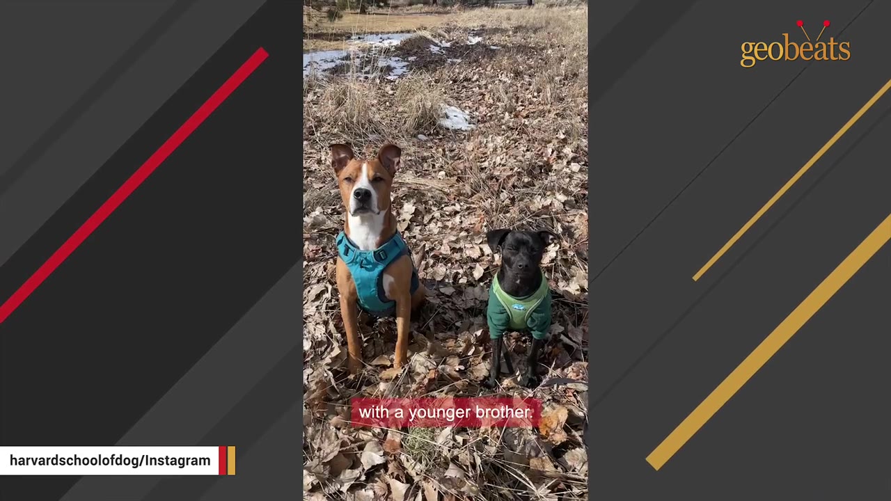 A brown and white dog wearing a blue harness sits next to a smaller black dog wearing a green harness in a field of dry leaves.