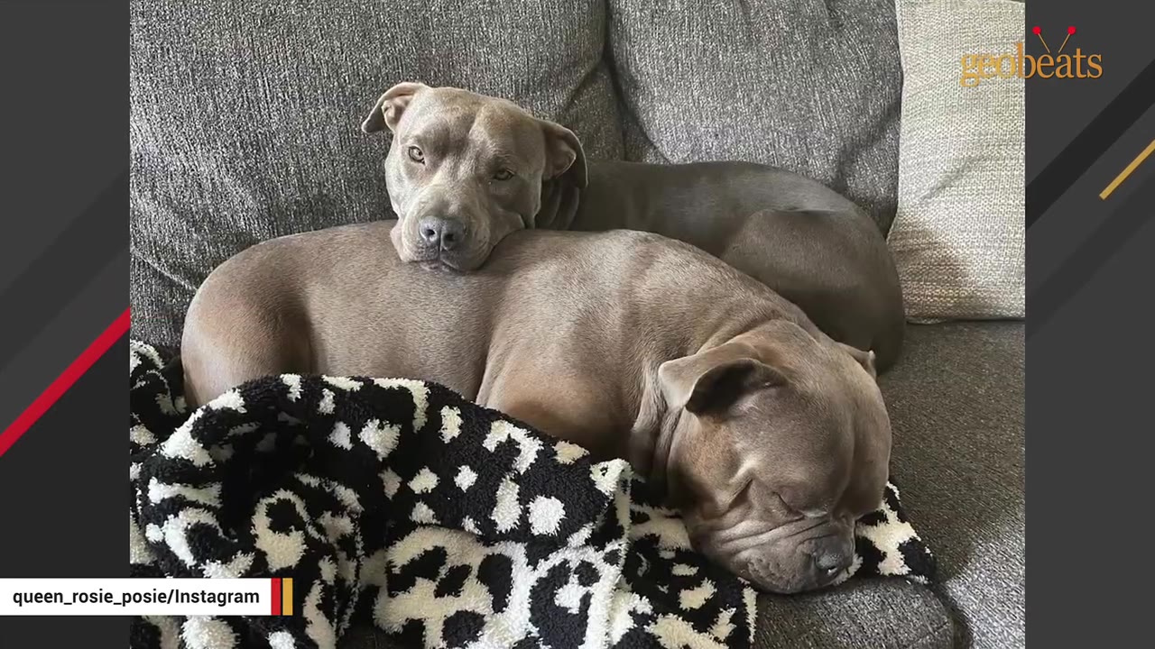Two gray dogs resting closely together on a gray couch, one resting its head gently on the other dog's back.