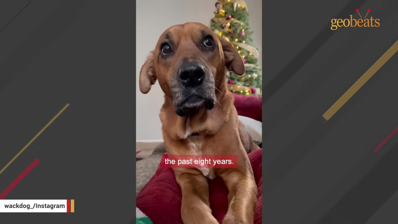 A close-up shot of a brown dog looking directly at the camera with wide eyes, sitting in front of a decorated Christmas tree.