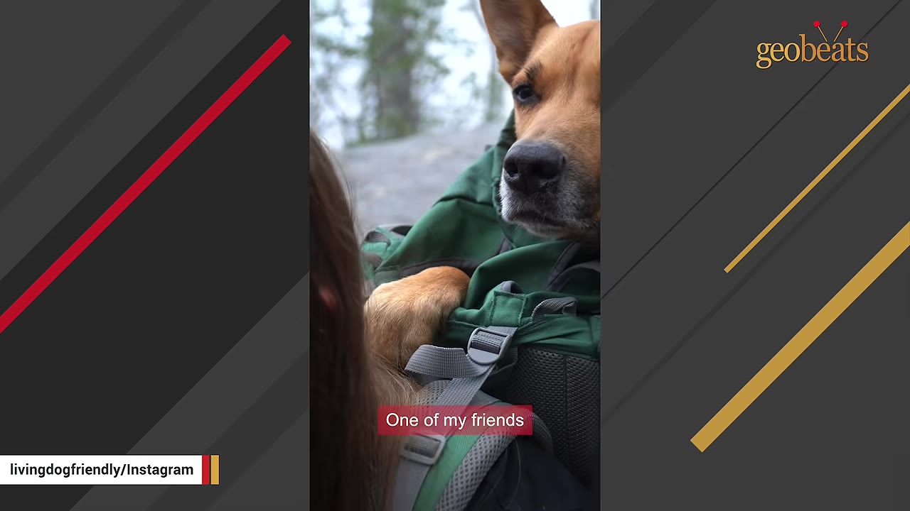 A close-up of a tan dog named Ozzie looking out from a green backpack carrier worn by a person.