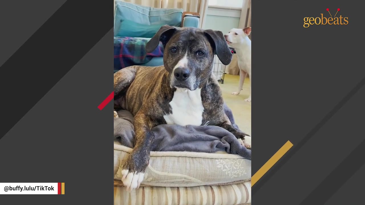 A brindle and white dog sitting comfortably on a cushion indoors with another white dog in the background.