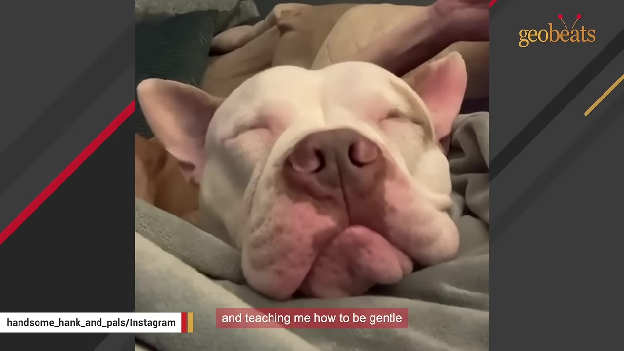 A close-up of a light-colored pit bull sleeping peacefully while being gently petted on the head.