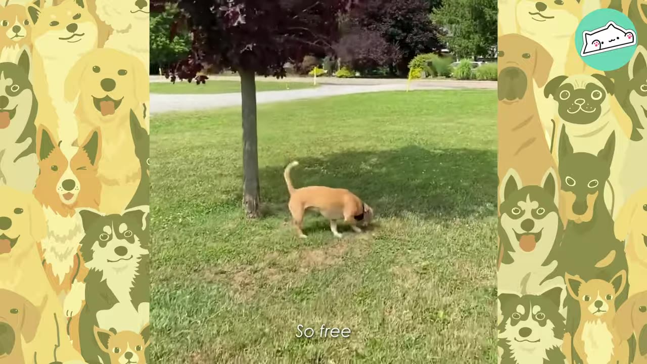 A light brown dog standing in a wide grassy lawn near a small tree outdoors.