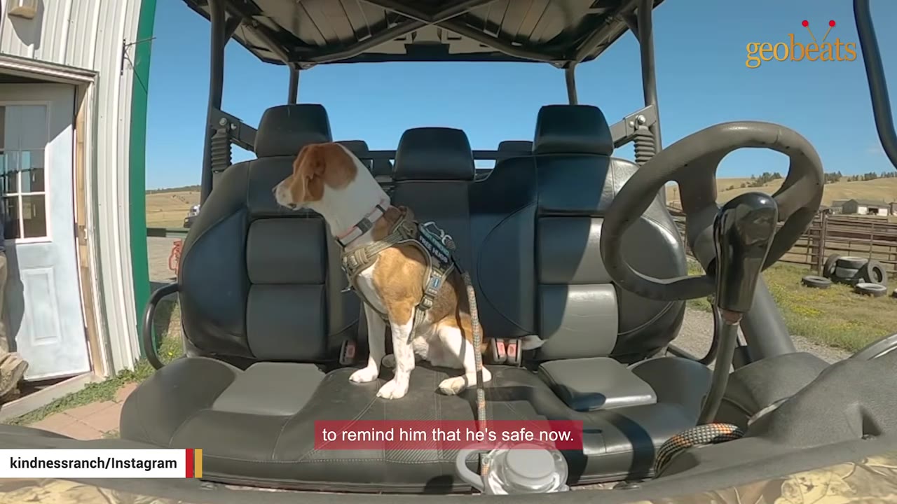 A brown and white beagle wearing a harness sits alertly on the black leather seat of an outdoor utility vehicle.