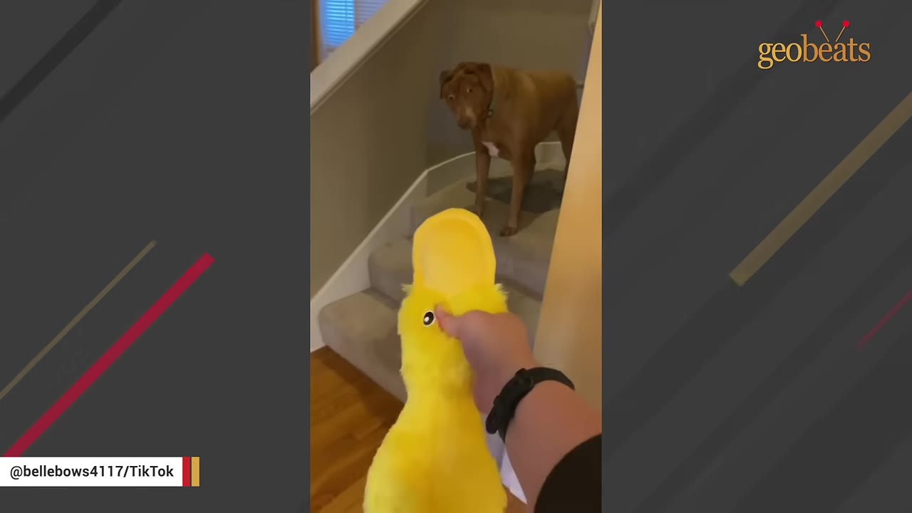 A person holds up a bright yellow plush duck toy toward a brown dog standing on carpeted stairs.