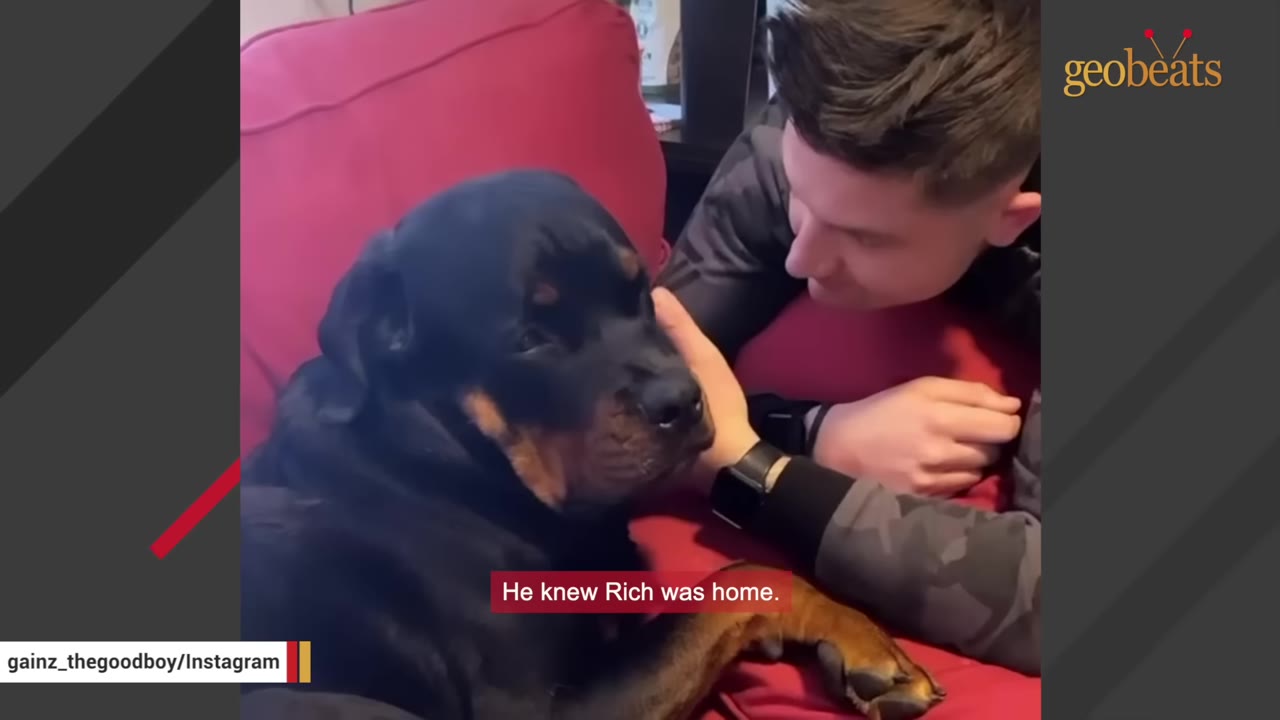 A Rottweiler lying on a red couch while a man leans in close and rests a hand gently near the dog.