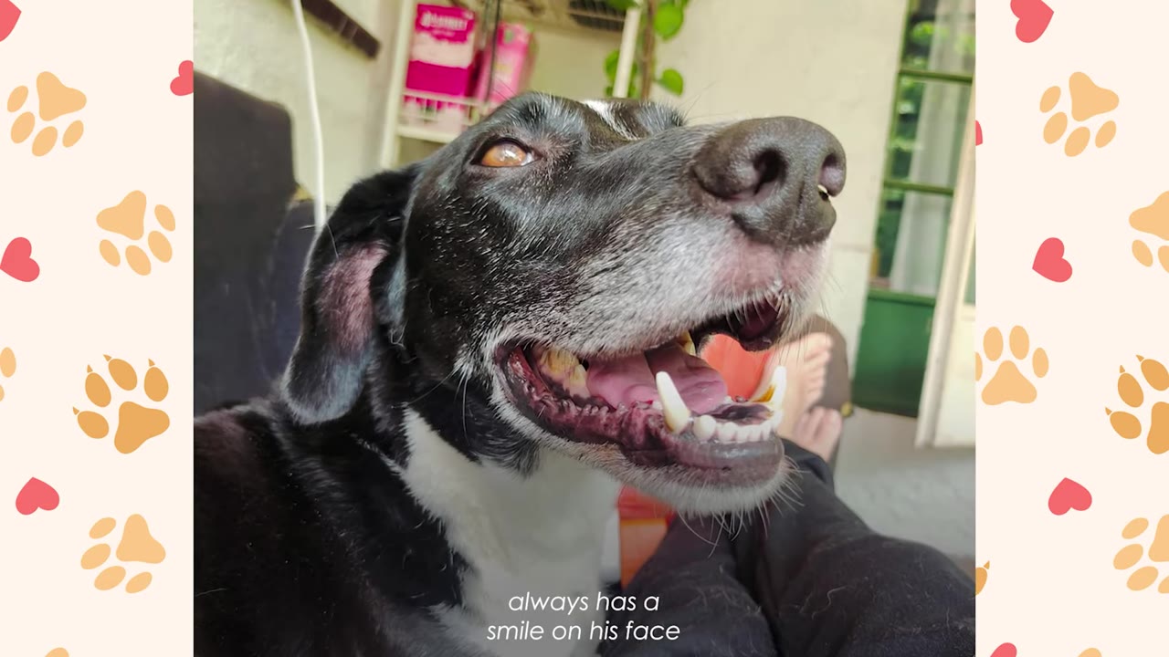 A close-up of a black and white dog looking up with an open mouth, appearing to smile.