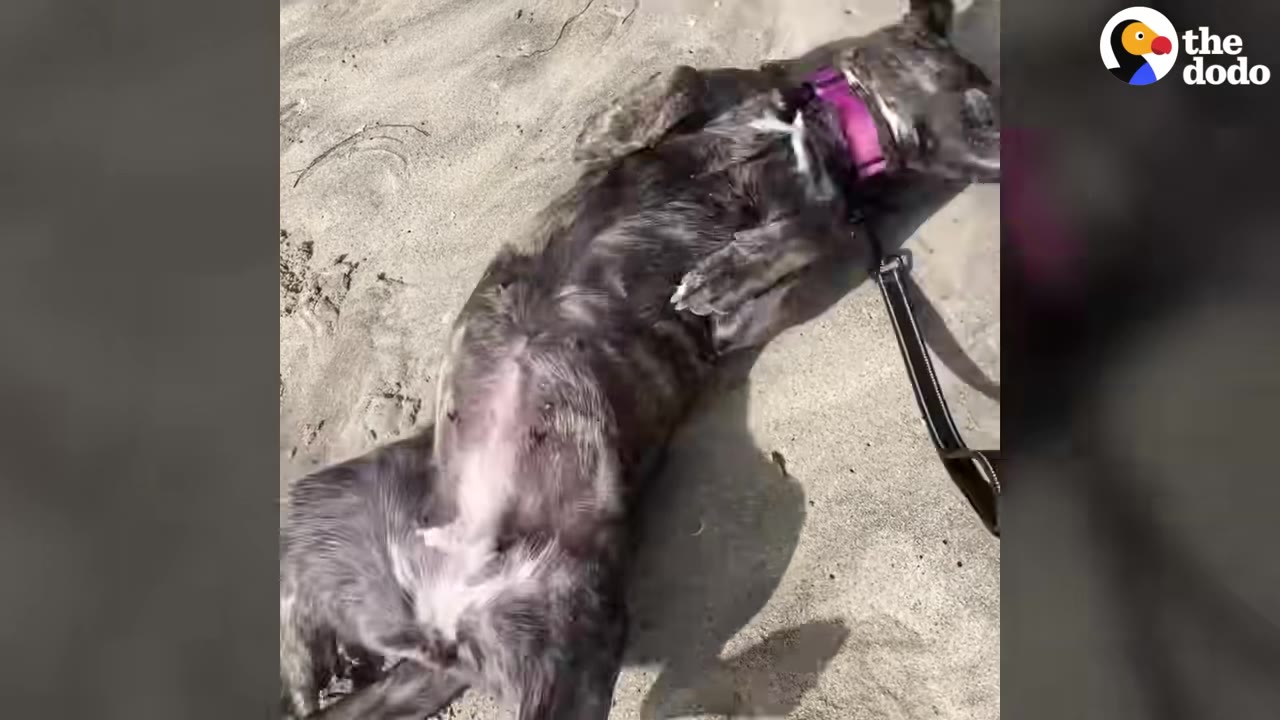 A brindle dog wearing a pink collar lying happily on its back in the sand on a beach.