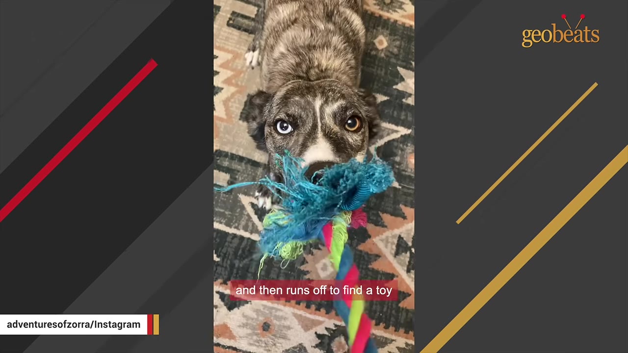 A brindle dog with heterochromia looking directly at the camera while holding a colorful rope toy in its mouth.
