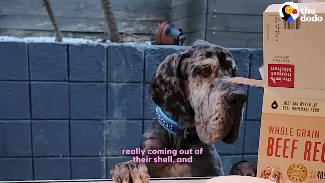 A brindle Great Dane looking through a glass window into a home near a box of dog food.
