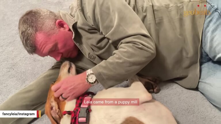 Maryland Dog Missing In The Woods For 100 Days Finally Triggers The Trap That Brings Her Home