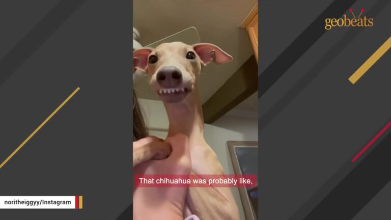 California Dog Rehomed After A Feud With A Chihuahua Reveals The Most Hilarious Hidden Personality