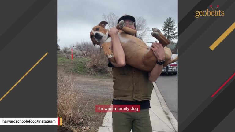 Oregon Dog Chained Outside For A Year Does Something In The Shelter That Changes His Life Forever