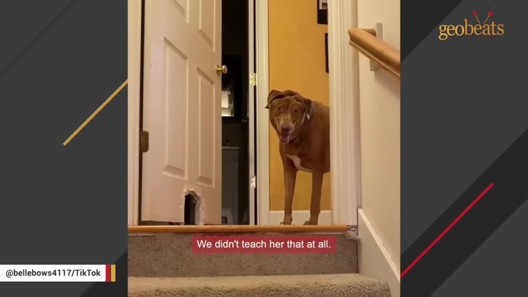 California Dog With A Beautifully Unique Face Proves Her Value Goes Far Beyond Being A Show Dog