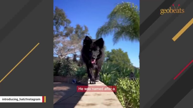 Ohio Dog Named After A Norse Wolf Has One Blue Eye And One Brown Eye, But His Gentlest Habit Is Even More Surprising