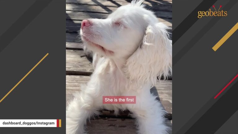 Abandoned For Being Deaf And Blind, Minnesota Puppy Begins Exploring A World She Learns Through Scent And Memory