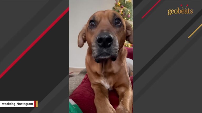 Emaciated Dog Clung To Life In A Junkyard Until A North Carolina Veterinary Student Changed His Path