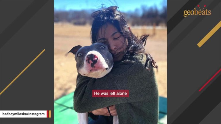 California Dog Left Alone For Weeks In An Empty Apartment Gets The Ending His Heart Was Waiting For