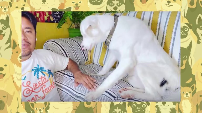 California Adopter Welcomes A Puppy Without Knowing He Is Blind And Deaf Then Finds A New Way To Reach Him