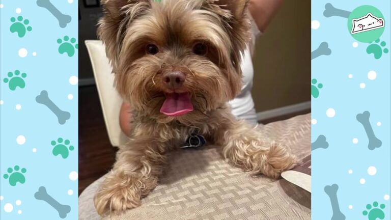 Texas Dog Needed A Second Chance, And Soon Revealed A Hilarious Obsession With The Front Door