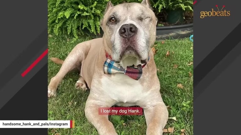 Grieving Pennsylvania Woman Decided To Foster A Quiet Shelter Dog, But His Persistent Foot Chewing Led To A Search For Answers