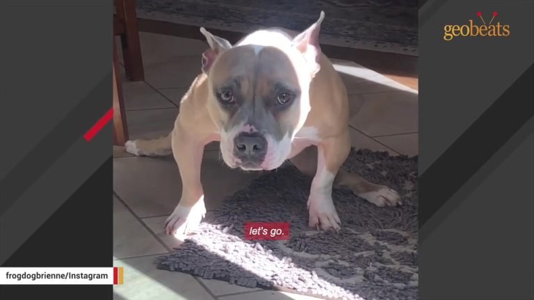 Pennsylvania Woman Meets A Dog With An Unusual Disability And Discovers The Special Way She Communicates