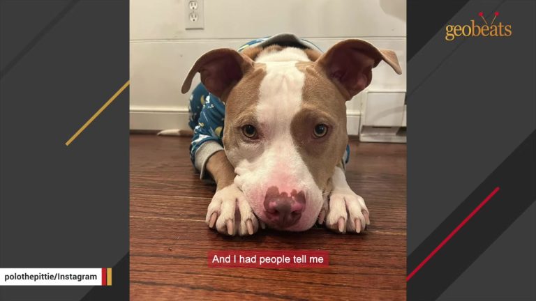 Woman Stops For A Dog Alone By An Alabama Highway And Discovers An Unexpected Side Of Him