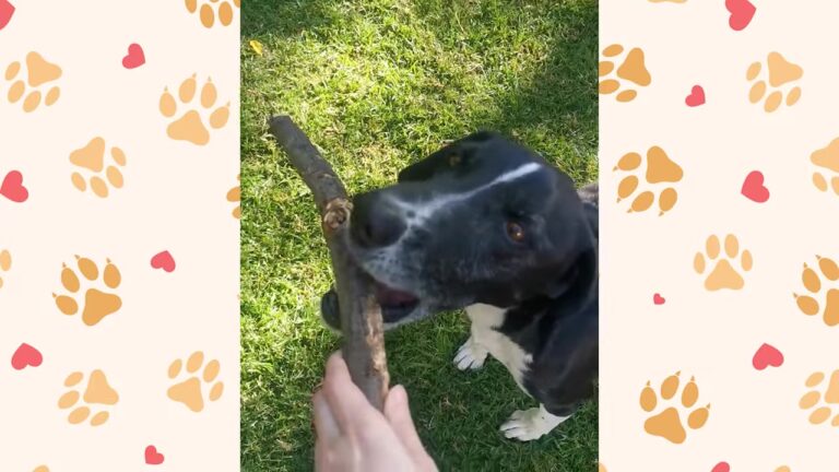 Texas Family Took In A Senior Dog With An Uncertain Fate, Then Discovered His Hilarious Obsession