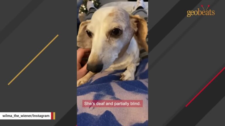Pennsylvania Dog Was Born Completely Deaf, Yet One Woman Refused To Give Up On Her Soulmate