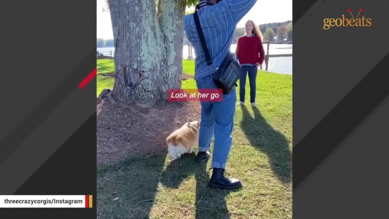 Ohio Dog Was Brought To A Senior Photo Shoot, But The Camera Caught Something Remarkable